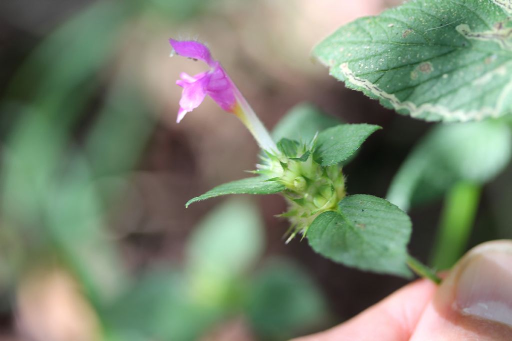 Galeopsis pubescens?